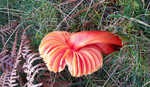 Scarlet / Splendid waxcap
