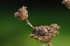 Harvest Mouse
