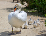Mother and cygents