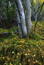 Fall Colors: The Eastern Side portfolio