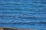 Otters