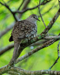 Inca Dove portfolio