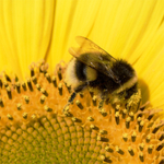Sunflower Bee
