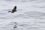 White-vented Storm-Petrel flying, Chile