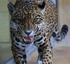 Jaguar close-up