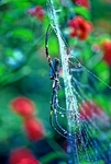 Giant Gold Web Orb Weaver Spider - Papua New Guinea