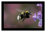 White tailed Bumble Bee