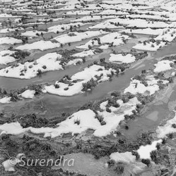 Rice Fields in Winter portfolio
