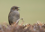 Dunnock