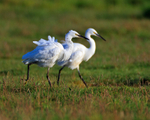 Two Little Egrets at Stanpit Marsh