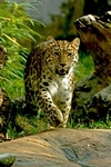 Amur leopard - Milena (Colchester Zoo)