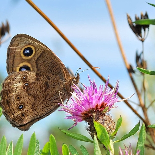 A Common Wood-nymph feeds on a black knapweed flower.