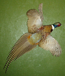 D. NAEGELIN