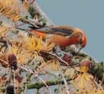 Male Crossbill