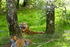 Amur Tiger - DSC_9777_00084