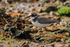 Ringed Plover at low tide in Poole Harbour