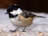 Coal Tit