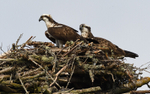 The couple on the nest