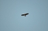 Golden Eagle