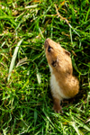 stoat Mustela erminea-1095