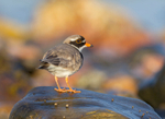 Ringed Plover - Charadrius dubius
