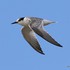 Little Tern (Sterna albifrons) juv