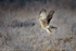 Hen Harrier (Circus cyaneus)