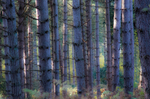 Blue Trees
