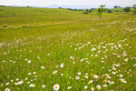 Wild Flowers