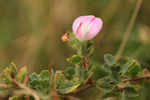 Common Restharrow flower, Winspit, Dorset
