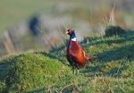 Pheasant