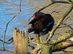 Moorhen