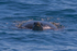Green Turtle on surface 1. 0A3A0272