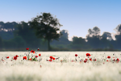 A Row Of Poppies.