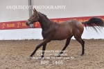BPP_1466