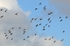 Golden Plovers