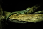 Agama Lizard - RLP_4687-2020
