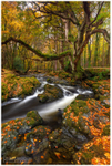 The Guardian, Tollymore Forest (IMG1110)