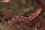 Pholis gunnellus