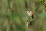 Female Scintillant Hum...