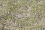 BVHT 140517 N-267