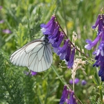 Black-veined white (Aporia crategi)