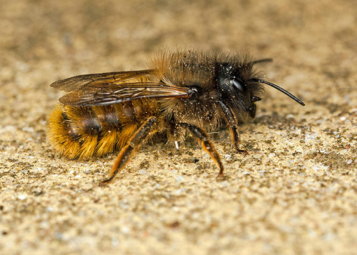Female[i] Osmia bicornis[/i], Warwickshire, June 2013. Note facial 'horns' used for moulding mud during nest building.