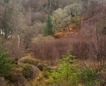 Woods Trees Gorges and Waterfalls portfolio