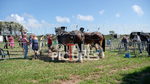 Guernsey Agricultural Show 2021-198