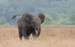 An elephant's charge