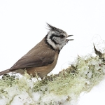Crested Tit