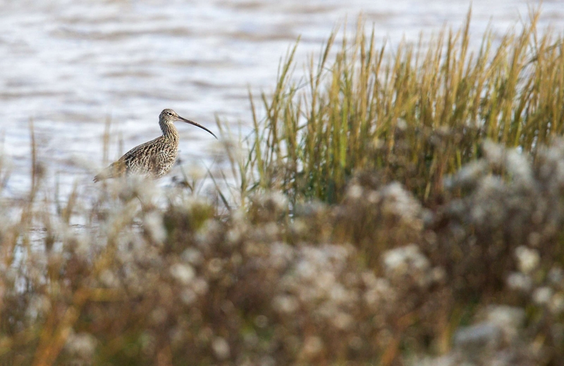 Eurasian Curlew - Dee Estuary - North Wales