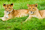 Lion cubs - 2152_00012