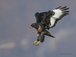 Jackal Buzzard